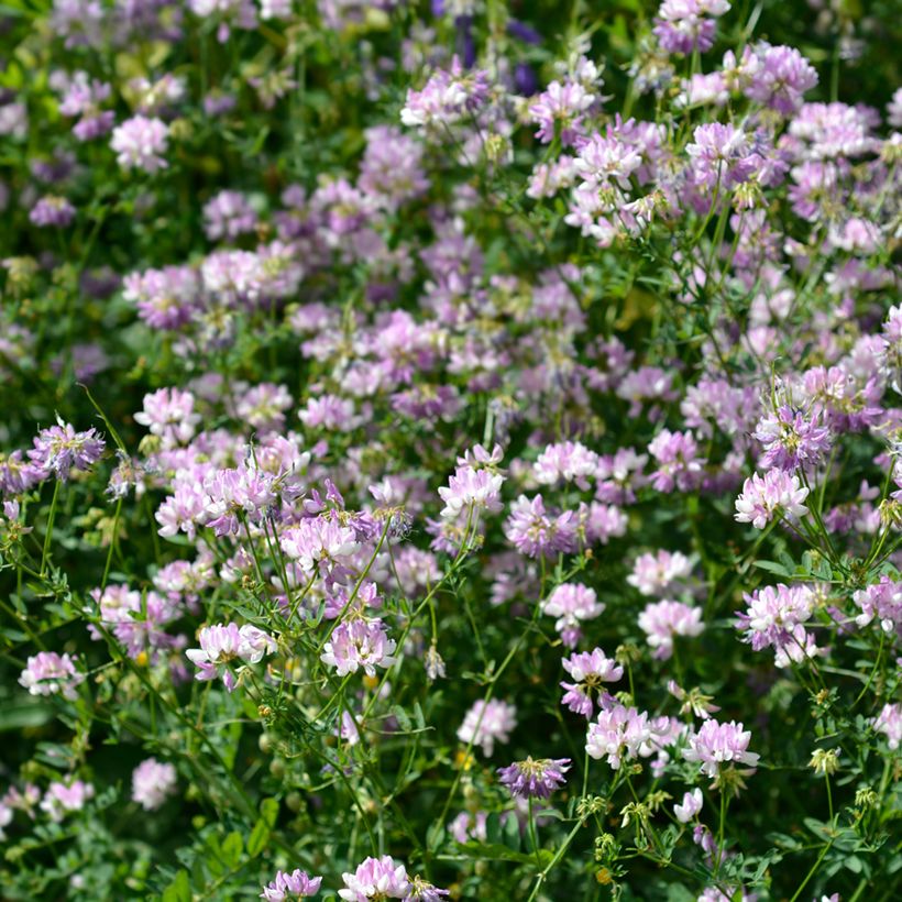 Coronilla varia (Hábito)