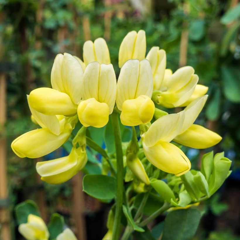 Coronilla valentina subsp. glauca Citrina (Floração)