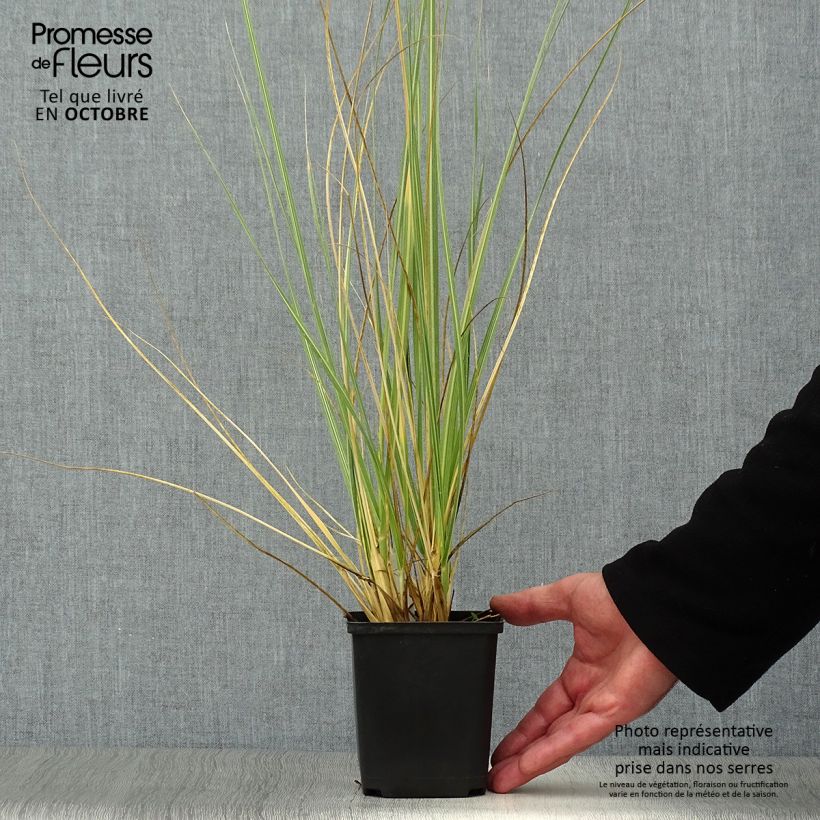 Amostra de Cortaderia richardii Vaso de 8/9 cm tal como entregue no outono