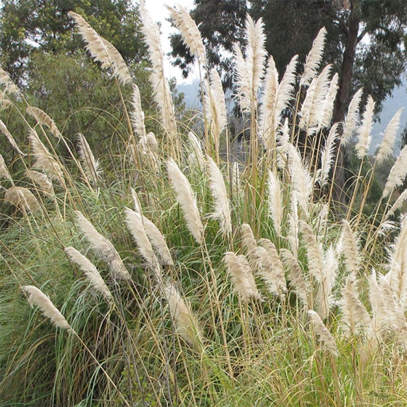 Cortaderia selloana (Floração)