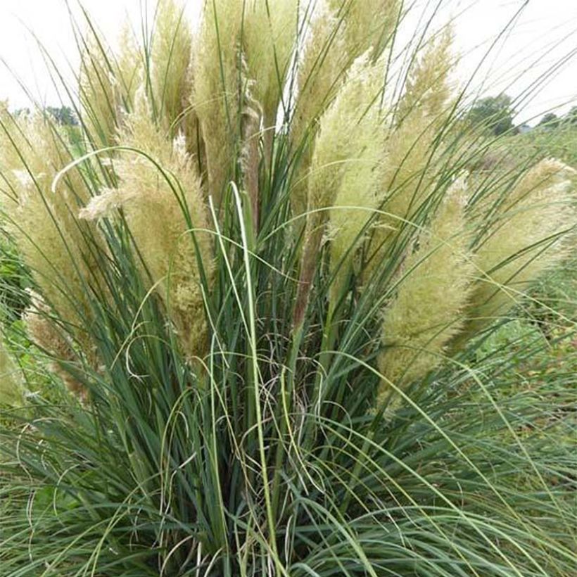 Erva-das-pampas Evita - Cortaderia selloana (Floração)