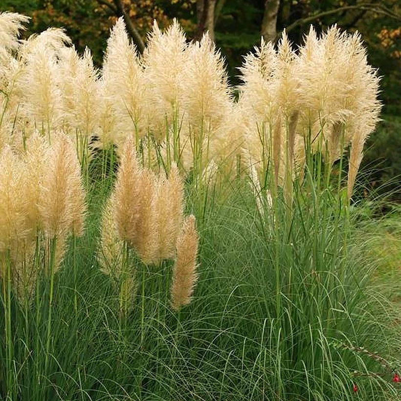 Erva-das-pampas Mini Pampas Gold - Cortaderia selloana (Hábito)