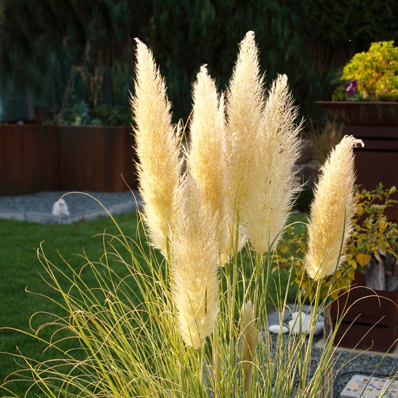 Erva-das-pampas Mini Pampas - Cortaderia selloana (Floração)