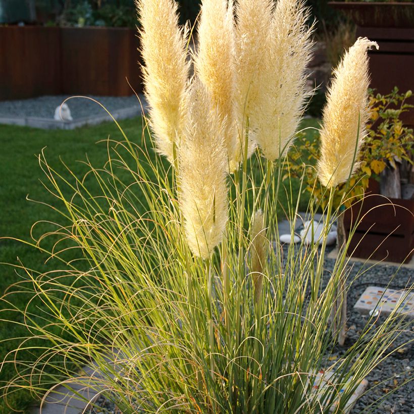 Erva-das-pampas Mini Pampas - Cortaderia selloana (Hábito)