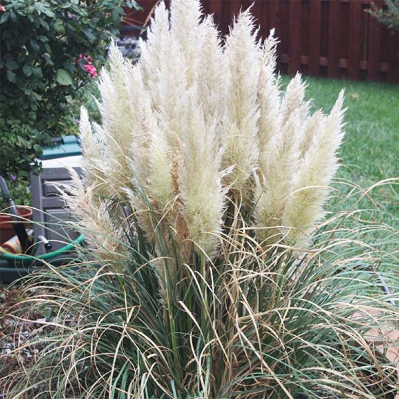Erva-das-pampas Pumila - Cortaderia selloana (Floração)