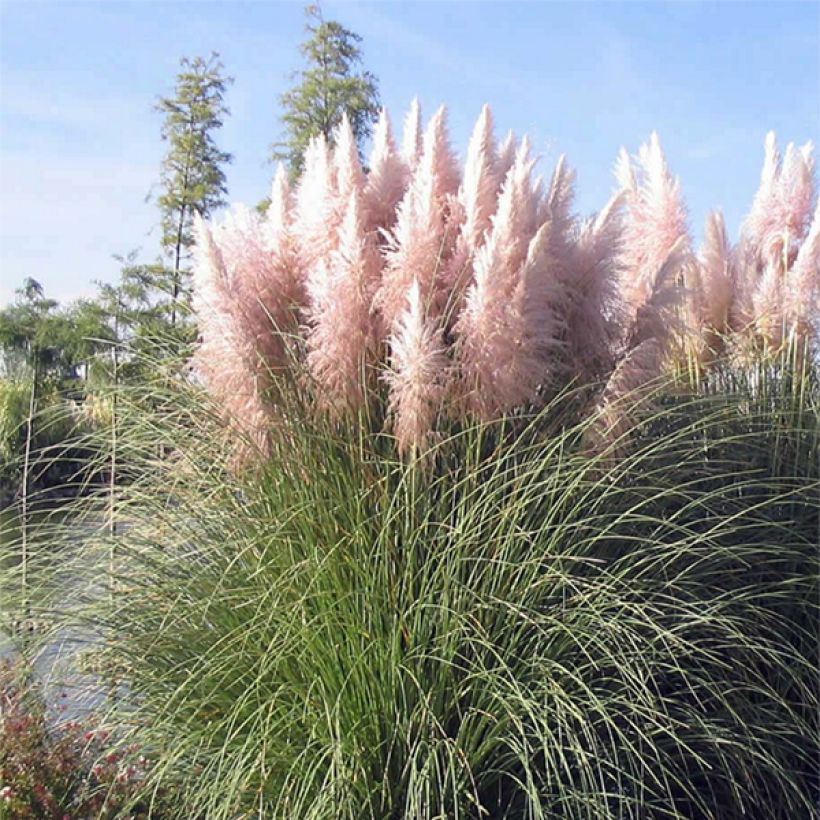 Erva-das-pampas Rosea - Cortaderia selloana (Floração)