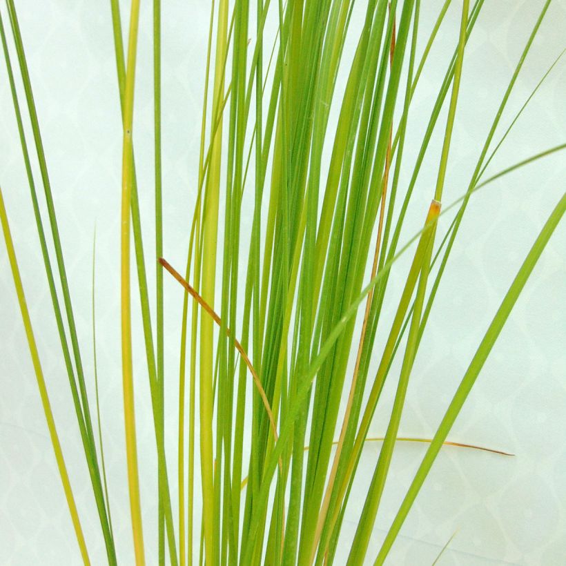 Erva-das-pampas Rosea - Cortaderia selloana (Folhagem)