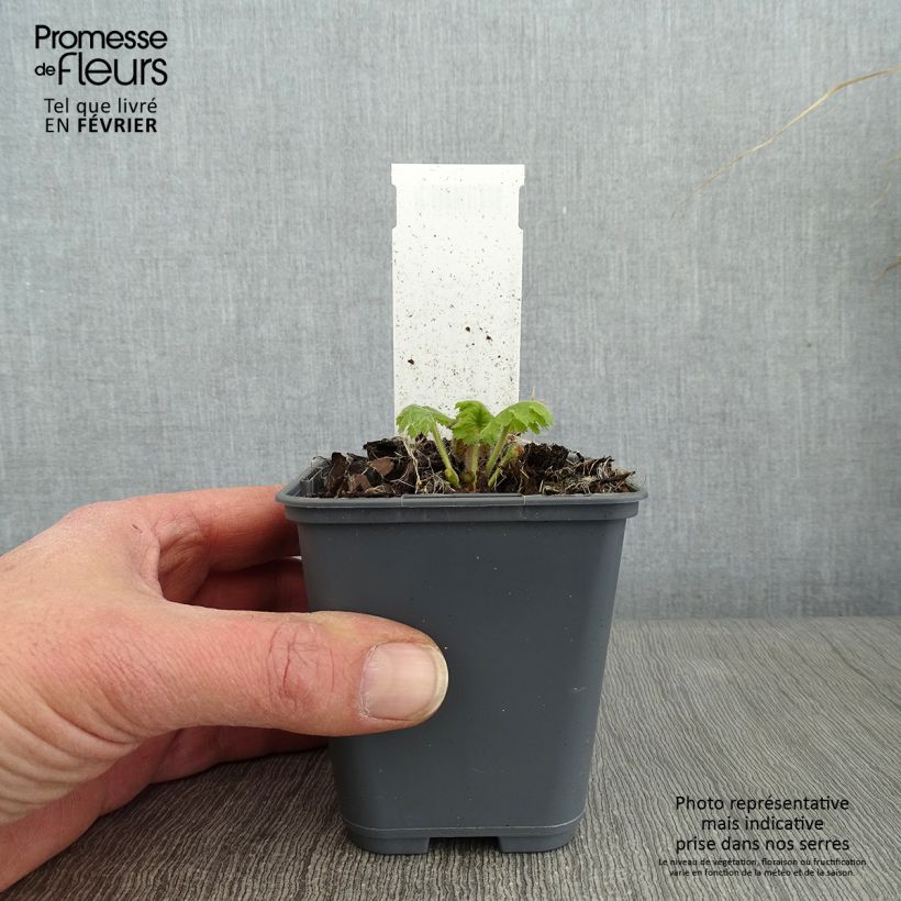 Amostra de Cortusa (Primula) matthioli ssp. pekinensis Vaso de 8/9 cm tal como entregue no inverno