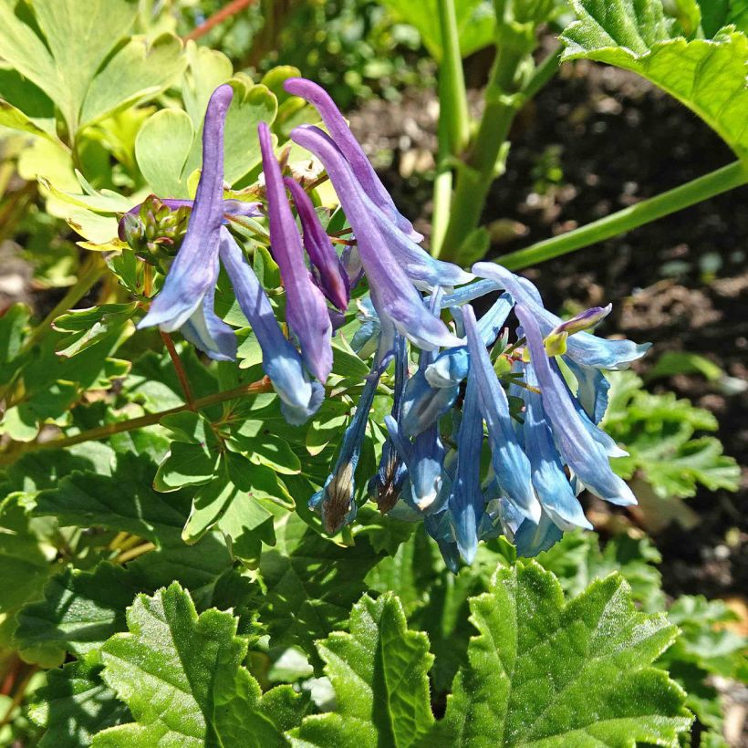 Corydalis elata (Floração)