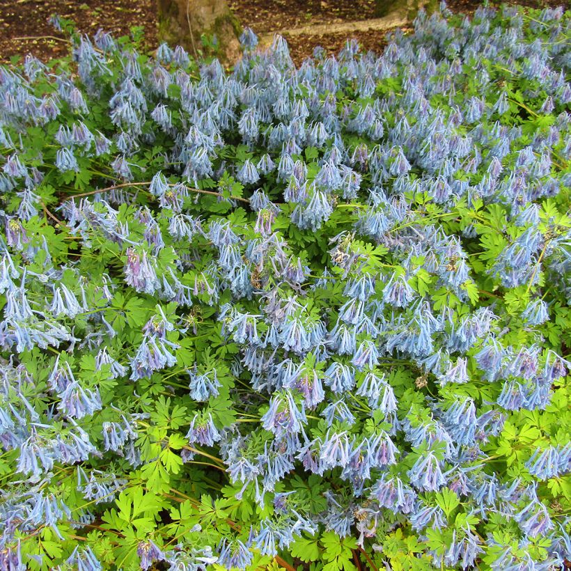 Corydalis elata (Hábito)