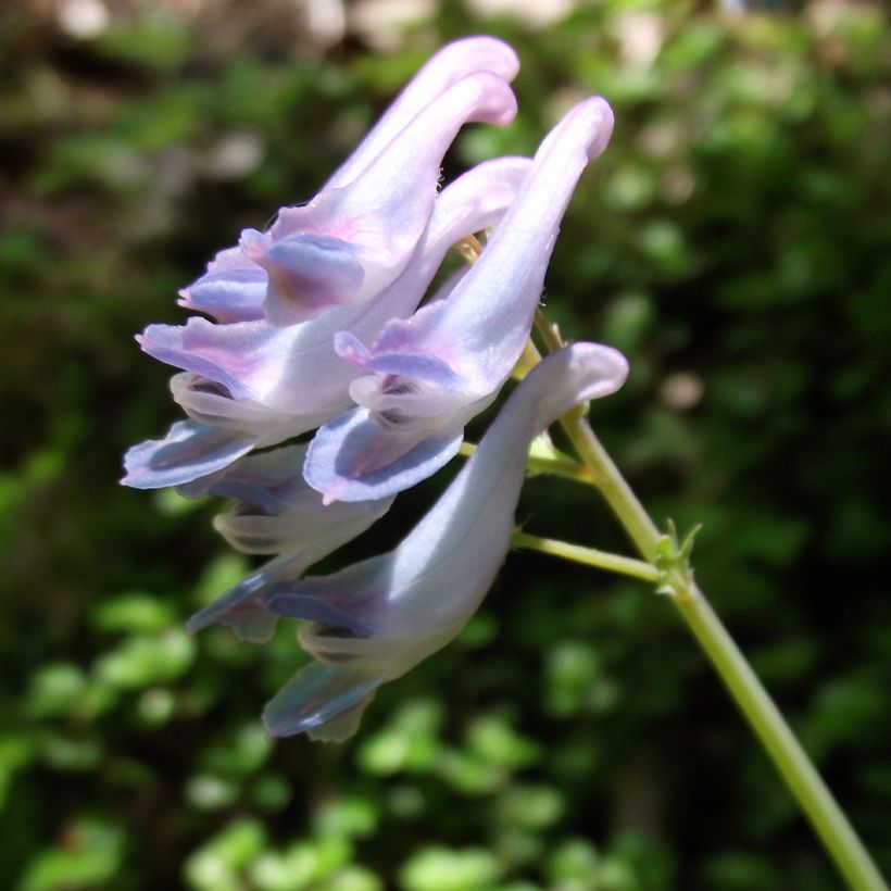 Corydalis linstowiana (Floração)