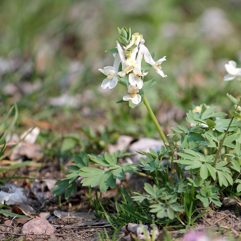 Corydalis solida White Swallow (Hábito)