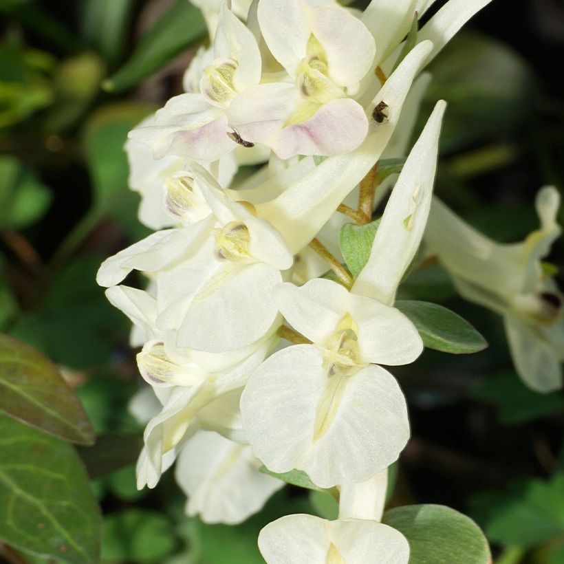 Corydalis solida White Swallow (Floração)