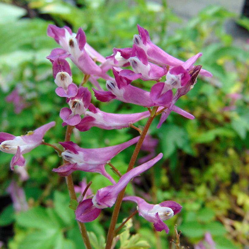 Corydalis Blackberry Wine (Floração)