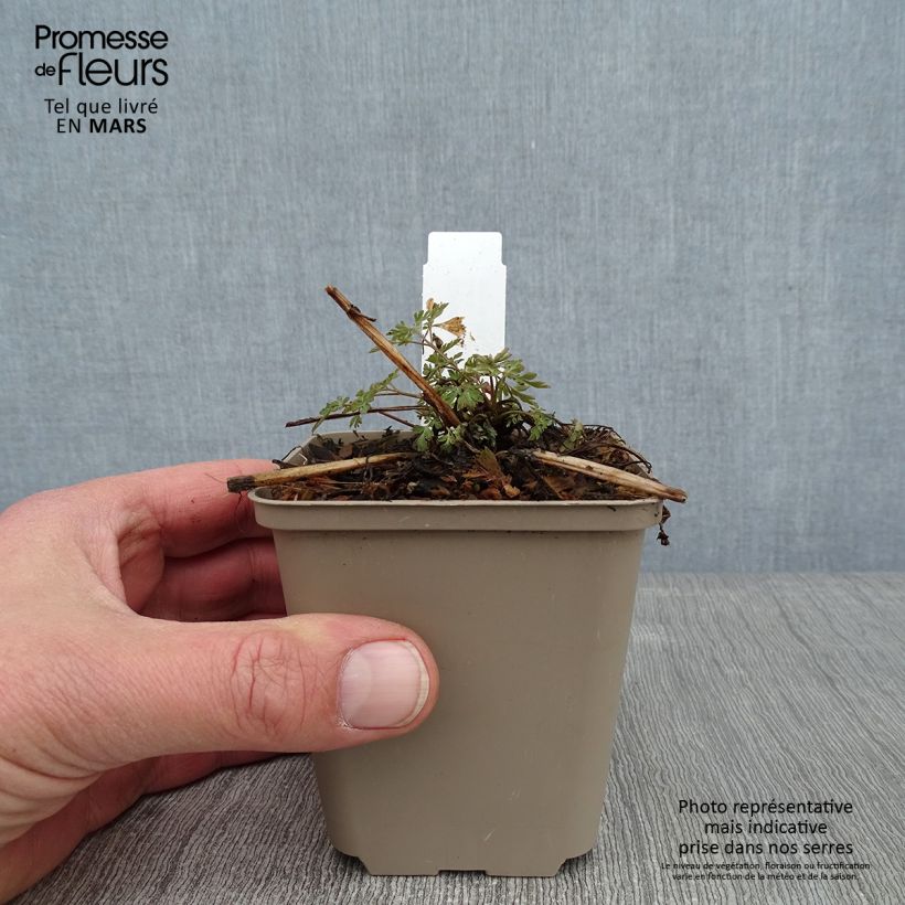 Amostra de Corydalis Blackberry Wine - Corydale hybride Vaso de 8/9 cm tal como entregue no inverno