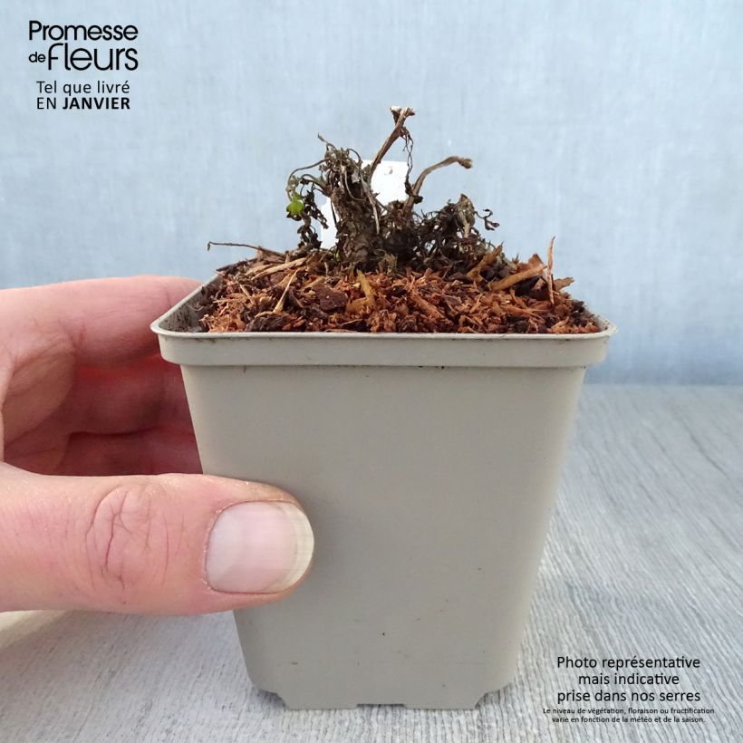 Amostra de Corydalis Canary Feathers - Corydale hybride Vaso de 8/9 cm tal como entregue no inverno