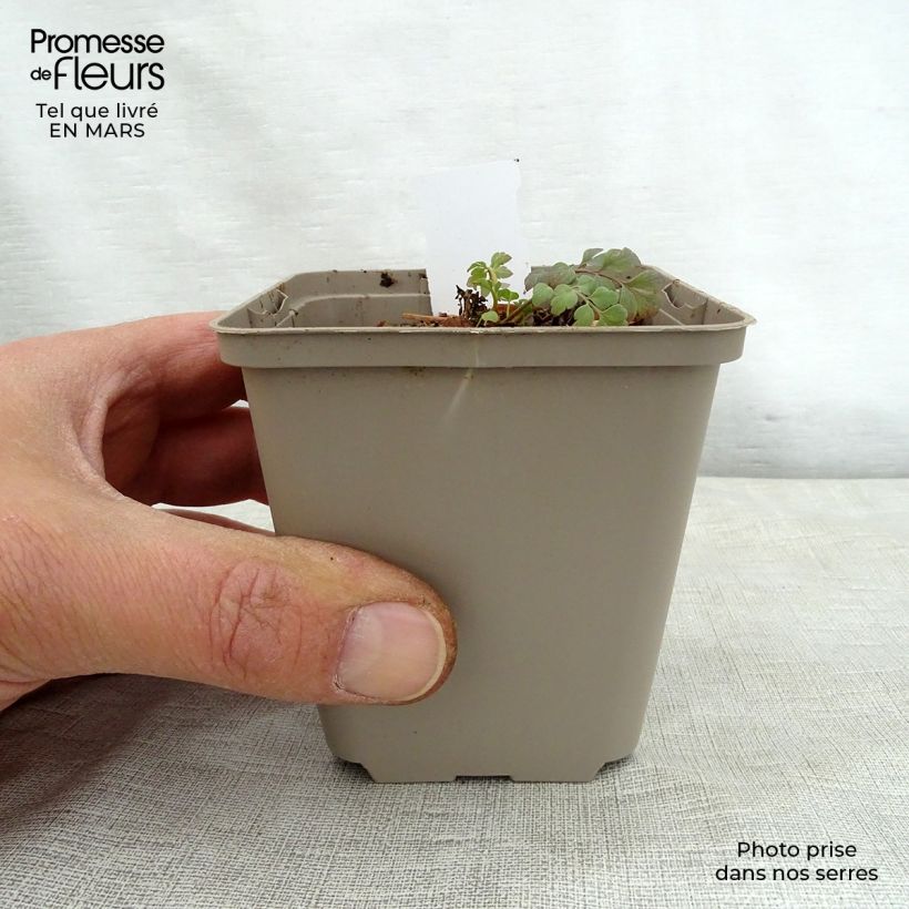 Amostra de Corydalis Canary Feathers Vaso de 8/9 cm tal como entregue na primavera