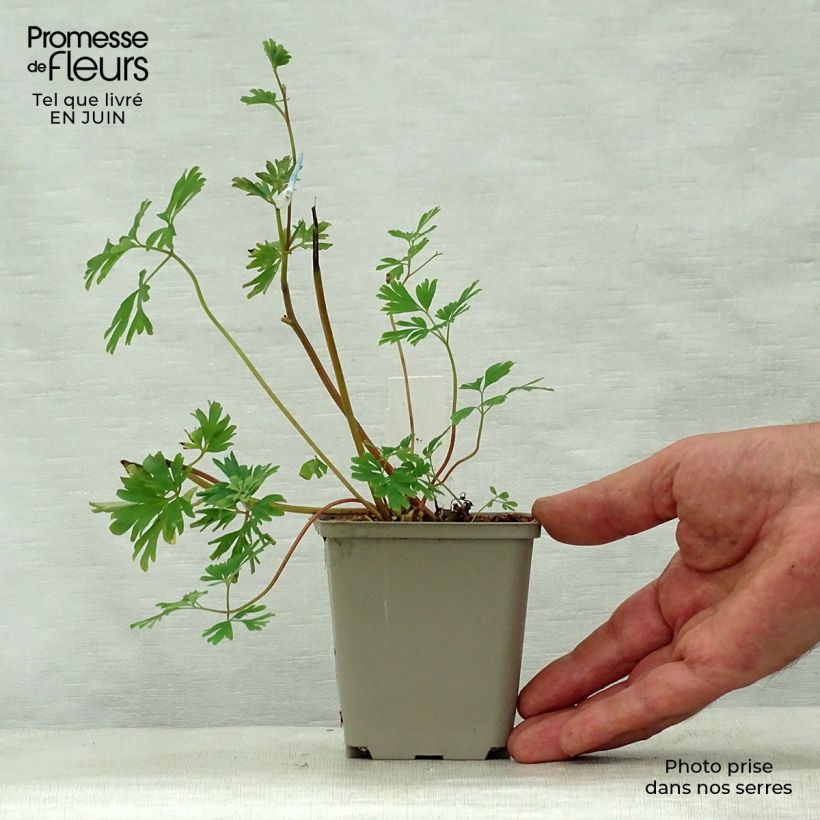 Amostra de Corydalis flexuosa × elata Craigton Blue Vaso de 8/9 cm tal como entregue no verão