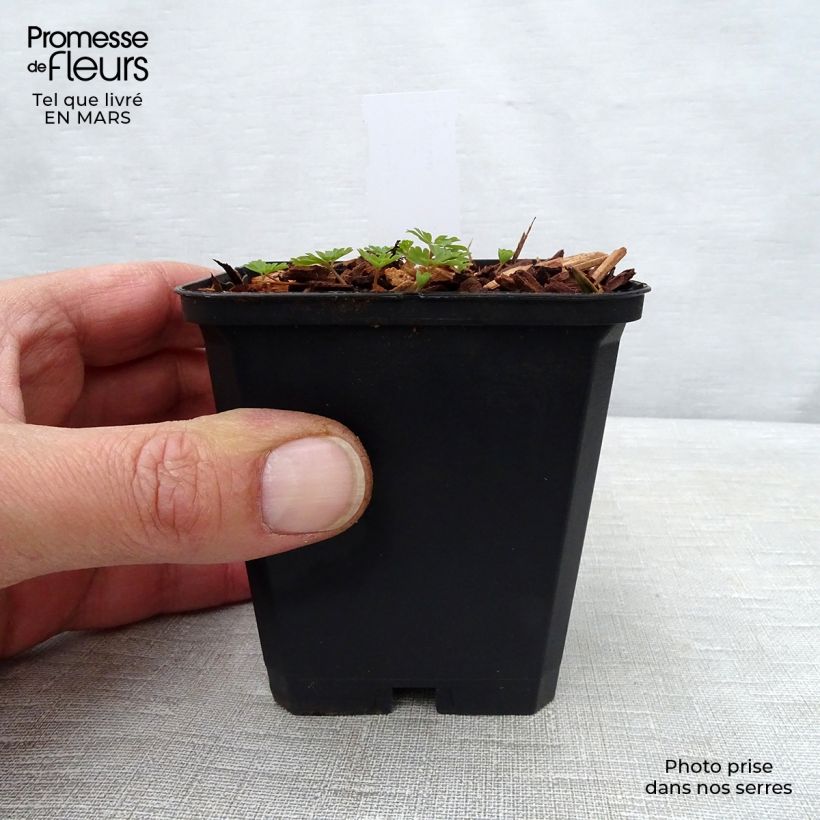 Amostra de Corydalis flexuosa × elata Craigton Blue Vaso de 8/9 cm tal como entregue na primavera