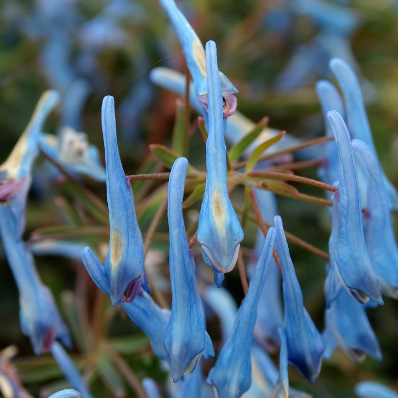 Corydalis flexuosa Porcelain Blue (Floração)