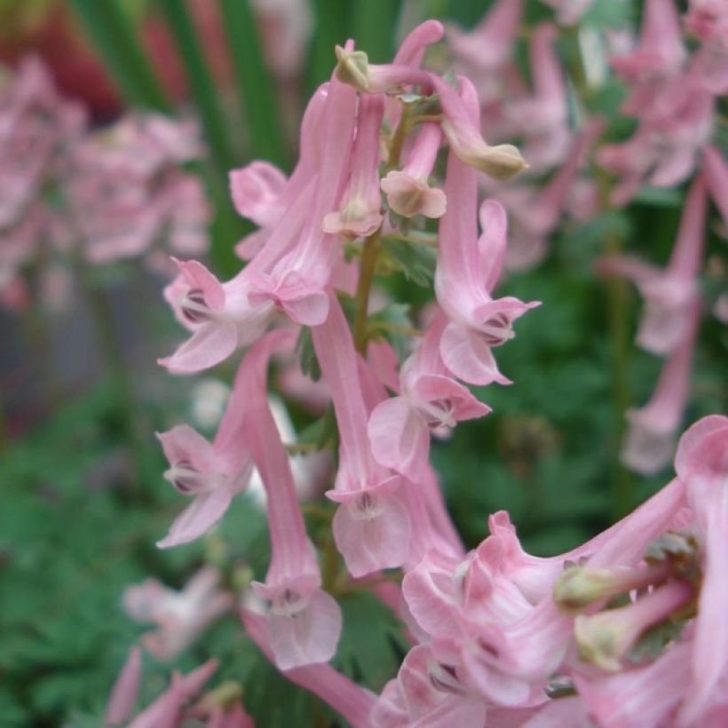 Corydalis solida Beth Evans (Floração)