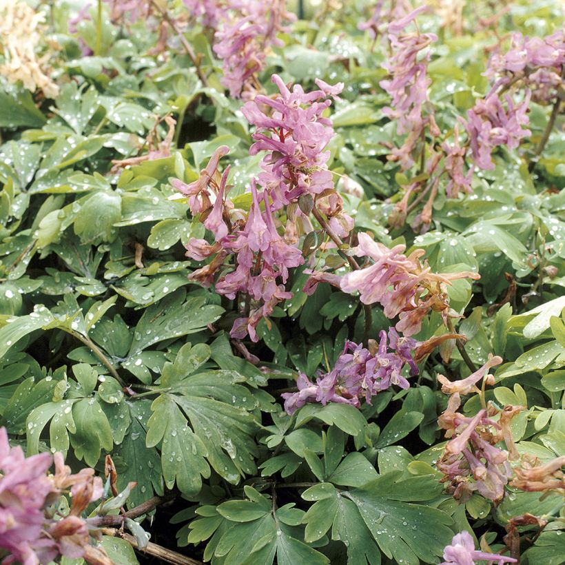 Corydalis solida subsp. solida (Folhagem)