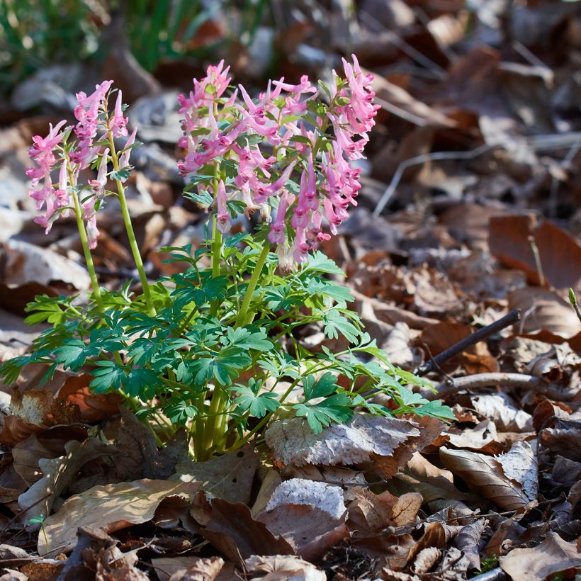 Corydalis solida subsp. solida (Hábito)