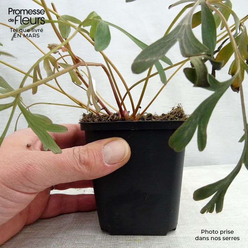 Amostra de Corydalis flexuosa Porcelain Blue Vaso de 8/9 cm tal como entregue na primavera