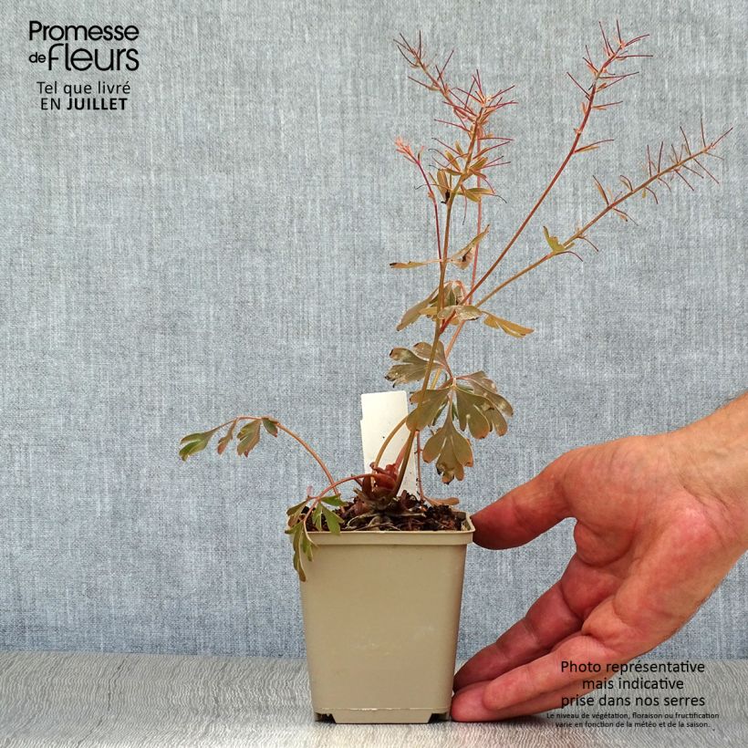 Amostra de Corydalis flexuosa Porcelain Blue Vaso de 8/9 cm tal como entregue no verão