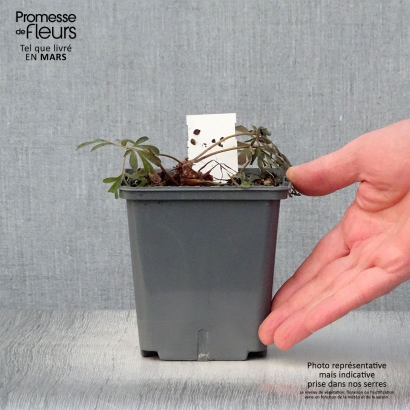 Amostra de Corydalis flexuosa Porcelain Blue Vaso de 1 L/1,5 L tal como entregue na primavera