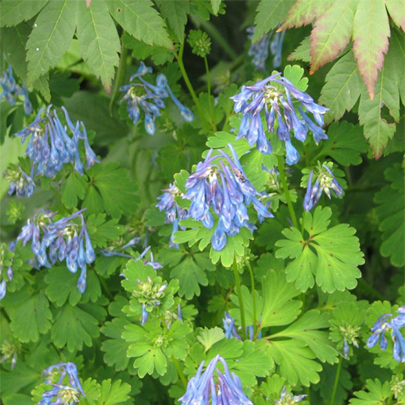 Corydalis flexuosa Purple Leaf (Floração)