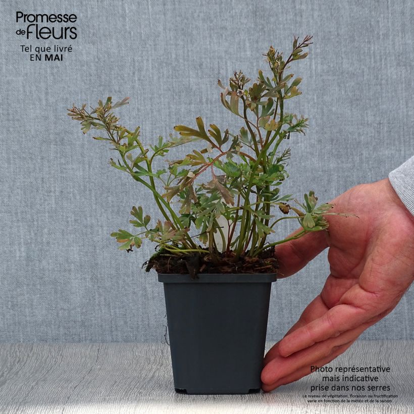Amostra de Corydalis flexuosa Purple Leaf Vaso de 8/9 cm tal como entregue na primavera