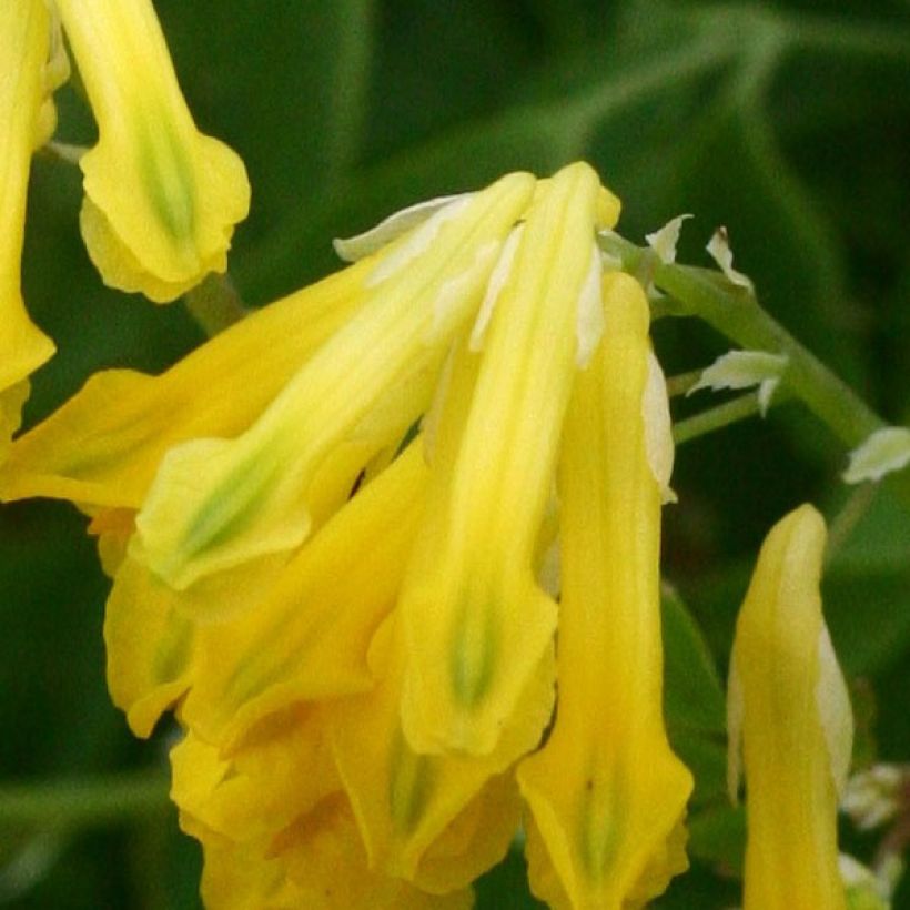 Corydalis lutea (Floração)