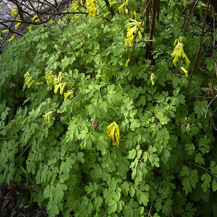 Corydalis lutea (Hábito)