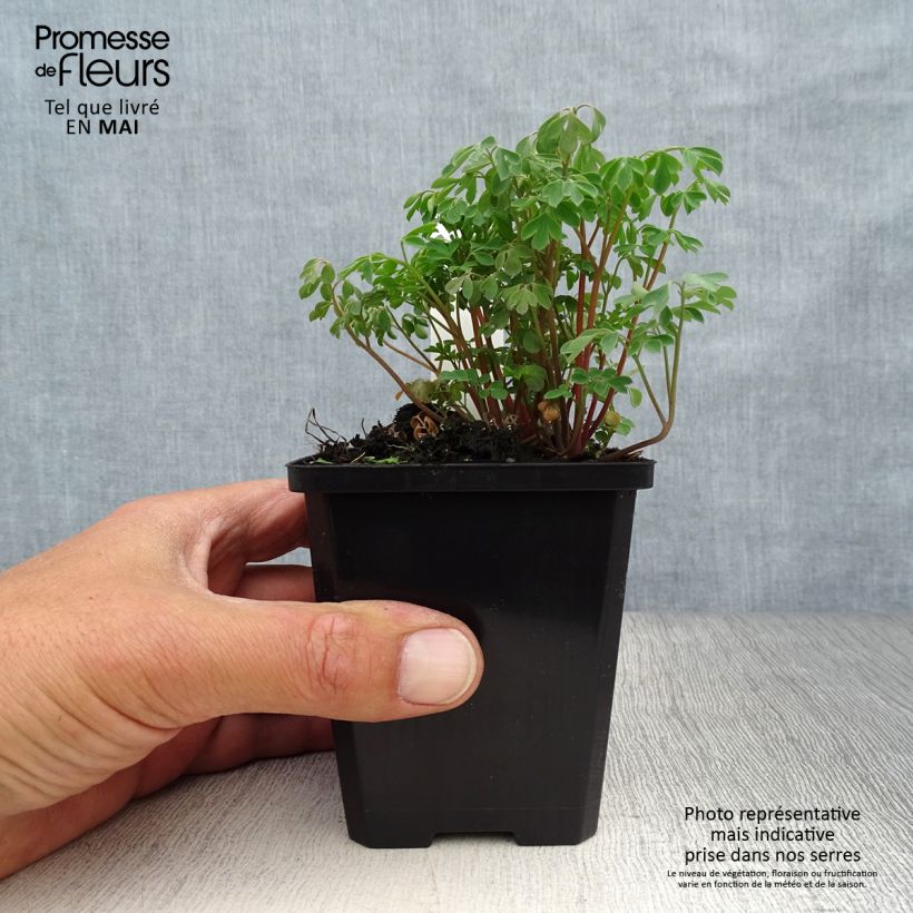 Amostra de Corydalis lutea Vaso de 8/9 cm tal como entregue na primavera