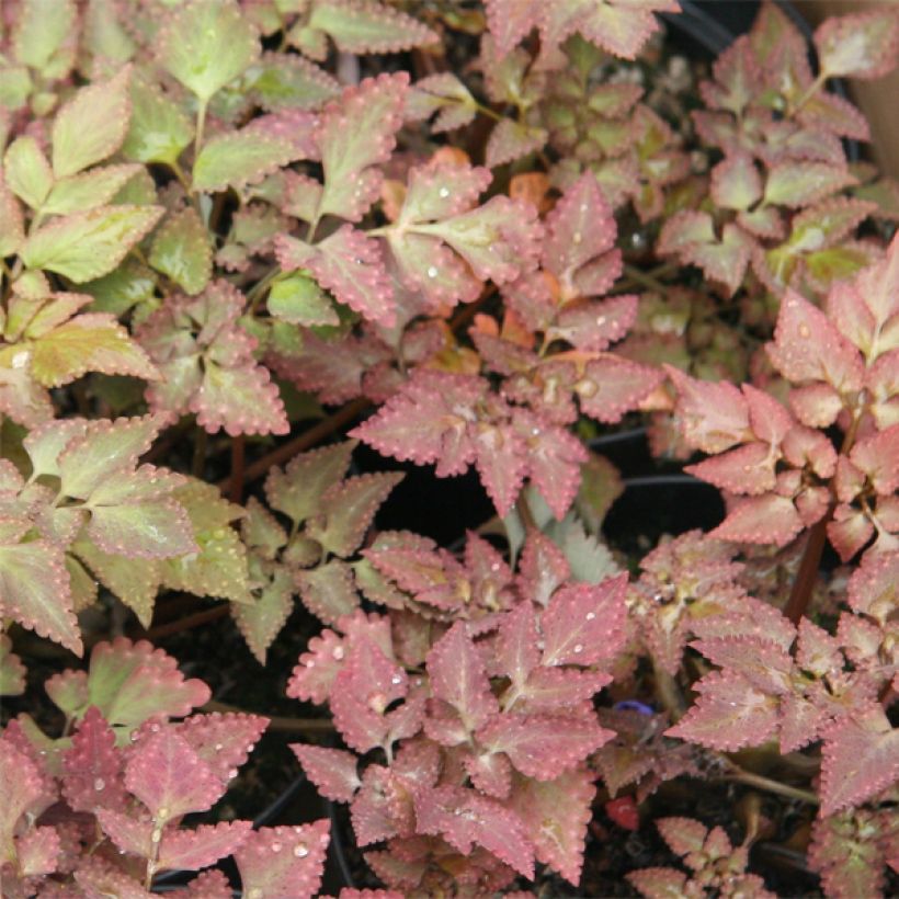 Corydalis quantmeyeriana Chocolate Stars (Folhagem)