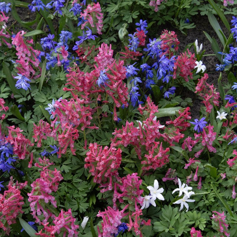 Corydalis solida GP Baker (Hábito)