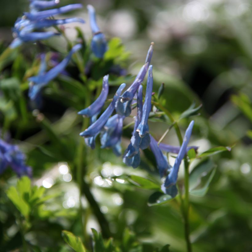 Corydalis elata Blue Summit (Floração)