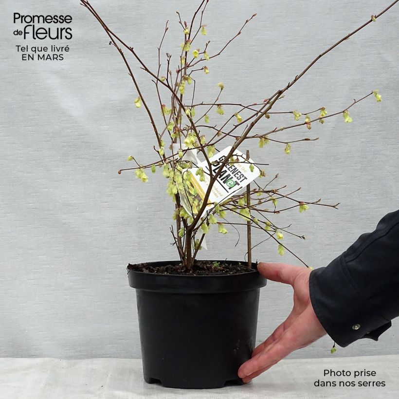 Amostra de Corylopsis pauciflora Vaso de 2 L/3 L tal como entregue na primavera