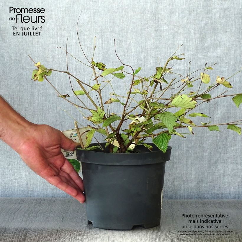 Amostra de Corylopsis pauciflora Vaso de 2 L/3 L tal como entregue no verão