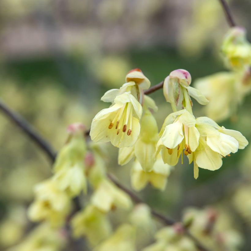 Corylopsis pauciflora (Floração)