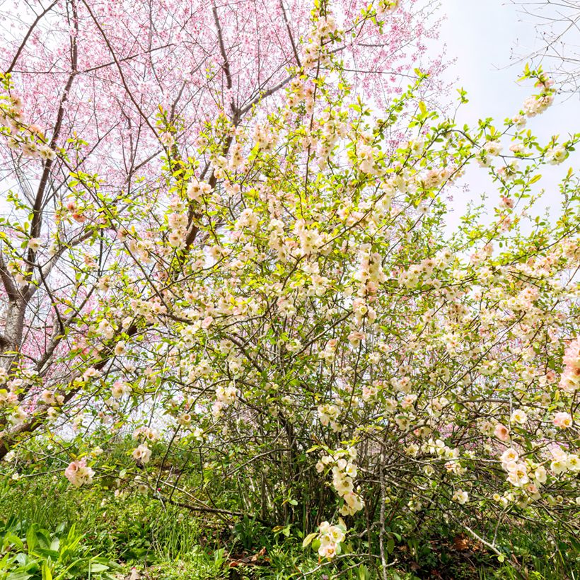 Corylopsis pauciflora (Hábito)