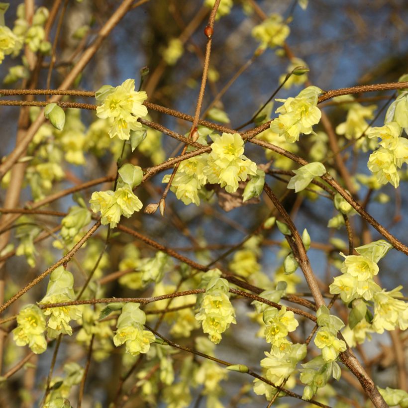 Corylopsis sinensis var. sinensis (Floração)