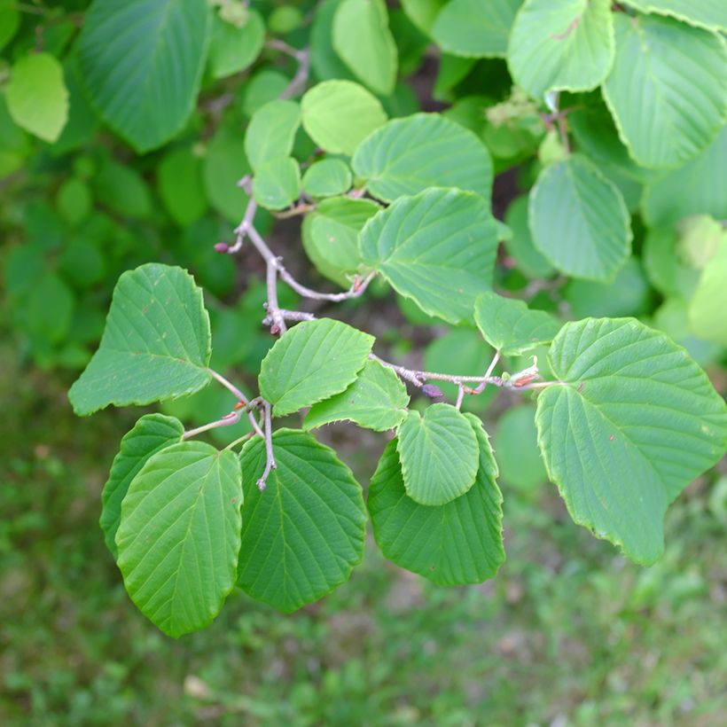 Corylopsis spicata (Folhagem)