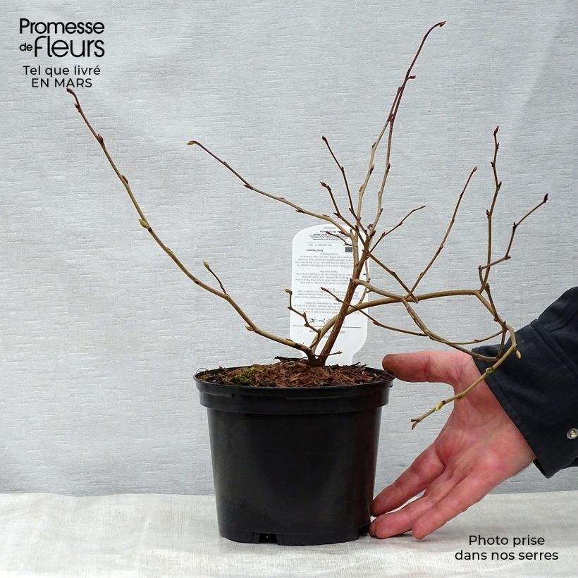 Amostra de Corylopsis willmottiae Spring Purple Vaso de 2 L/3 L tal como entregue na primavera