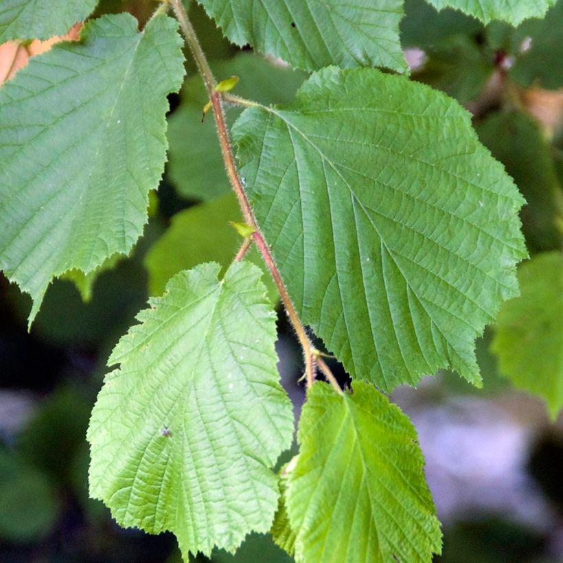 Corylus avellana raiz nua (Folhagem)