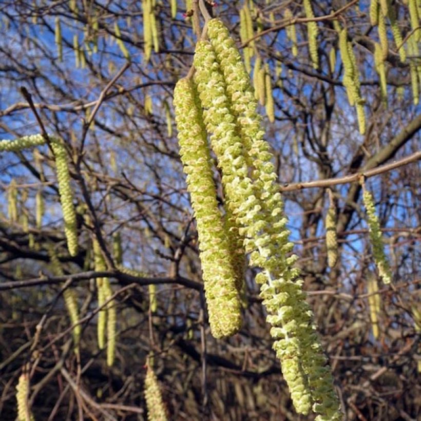 Corylus avellana raiz nua (Floração)