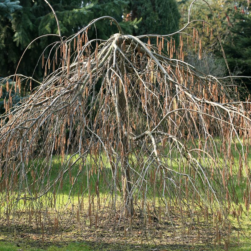 Aveleira Pendula (Hábito)