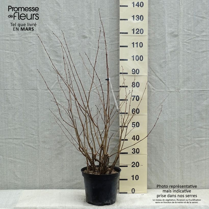 Amostra de Aveleira Rode Zellernoot Vaso de 7,5 L/10 L tal como entregue no inverno