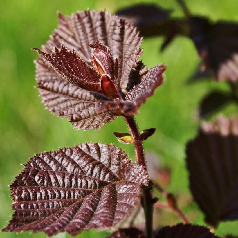 Corylus maxima Purpurea (Folhagem)